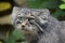 Close up portrait of manul Pallas cat