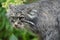 Close up portrait of manul Pallas cat