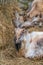 Close-up portrait of Markhor, Capra falconeri, wild goat native to Central Asia, Karakoram and the Himalayas