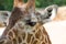 Close up portrait of Masai giraffe