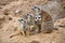 Close up portrait of meerkat family looking away