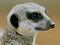 Close up Portrait of Meerkat Suricata suricatta head at Monarto, South Australia