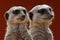 Close-up portrait of meerkats