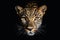 A close up portrait of mesmerizing leopard photography created with generative AI technology