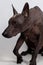 Close up portrait of mexican hairless dog breed, named xoloitzcuintle, ancient and unusual, with dark skin color, red and white mo