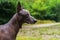 Close up portrait Mexican hairless dog xoloitzcuintle, Xolo on a background of green grass in the park