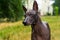 Close up portrait Mexican hairless dog xoloitzcuintle, Xolo on a background of green grass in the park