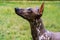 Close up portrait Mexican hairless dog xoloitzcuintle, Xolo on a background of green grass and trees in the park