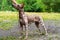 Close up portrait Mexican hairless dog xoloitzcuintle, Xolo full length on a background of green grass and trees in the park