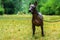 Close up portrait Mexican hairless dog xoloitzcuintle, Xolo full length on a background of green grass and trees in the park