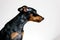 Close-up portrait of miniature pinscher dog with symptom disease - follicular dysplasia or alopecia pattern