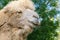 close up portrait of mongolian camel in the zoo, beast living in the deserts