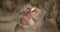 Close-up portrait of monkey, Bali, Indonesia, 4k