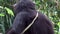 Close up portrait of a monkey chimpanzee in the heart of nature, Singapore.