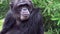 Close up portrait of a monkey chimpanzee in the heart of nature, Singapore.