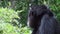 Close up portrait of a monkey chimpanzee in the heart of nature, Singapore.