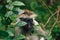 Close up portrait monkey red colobus dense tropical forest