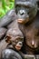 Close up Portrait Mother and Cub of Bonobo