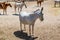 Close-up portrait of a mule in a corral in Cappadocia.