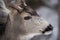 Close up portrait of a mule deer, side view, with snow on nose and snout