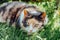 Close up portrait of multicolor pleased, well-fed cat lying on the green grass in the garden. Fluffy cat relaxing in