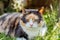 Close up portrait of multicolor pleased, well-fed cat lying on the green grass in the garden. Fluffy cat relaxing in