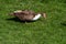 Close up portrait of a Muscovy duck