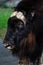 Close-up Portrait of Muskox or Ovibos moschatus.