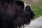 Close-up Portrait of Muskox or Ovibos moschatus.