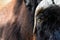 Close-up Portrait of Muskox or Ovibos moschatus.