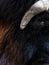 Close-up Portrait of Muskox or Ovibos moschatus.