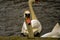 Close up portrait of mute swan