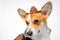 Close up portrait of a mysterious dog breed welsh corgi Pembroke dressed in cowboy costumes, make eyes on a white background. Do