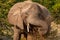 Close up portrait of Namibian Desert Elephant in Damaraland, Namibia