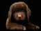 Close up portrait of Newfoundland dog puppy facing the camera