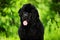 Close-up portrait of Newfoundland listening and looking at camera