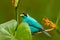 Close-up portrait of nice animal in habitat. Detail of beautiful bird. Green Honeycreeper, Chlorophanes spiza, exotic tropic malac