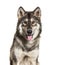 Close-up portrait of Northern Inuit Dog panting, looks like a wolf