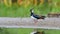 Close-up portrait of Northern Lapwing