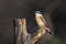 Close up portrait of a nuthatch