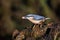 Close up portrait of a nuthatch