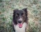 Close up portrait obedient joyful border collie dog looking up to his master, cheerful funny face mouth open. Outdoors background