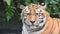 Close up portrait of old Amur Siberian tiger