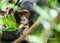 Close up portrait of old chimpanzee Pan troglodytes