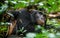 Close up portrait of old chimpanzee Pan troglodytes