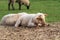 Close-up portrait of one cute little white and brown lamb sitting on a green meadow and eating some straw. Free-range husbandry