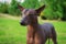 Close up portrait One Mexican hairless dog xoloitzcuintle, Xolo on a background of green grass and trees in the park