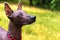 Close up portrait One Mexican hairless dog xoloitzcuintle, Xolo in a red collar on a background of green grass and trees in the
