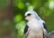Close up portrait of one white tailed kite