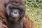 Close up portrait. Orang Utan, big, hairy adult male relaxed on the grass, waiting visitors to feed him.